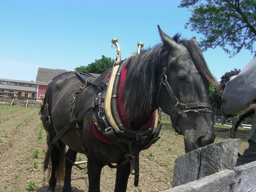 Henry the Horse Henry the Horse