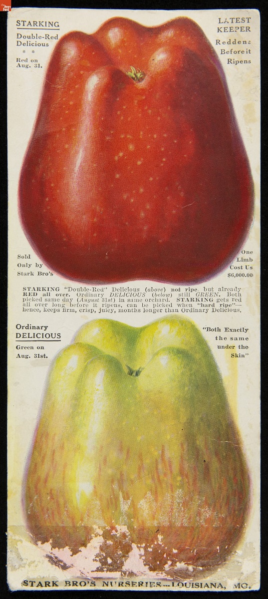 Trade Card for Stark Bro's Nurseries, Starking "Double Red" Delicious and Ordinary Delicious Apple Trees, 1914-1940 Page with text and image of bright red apple and golden/blush apple