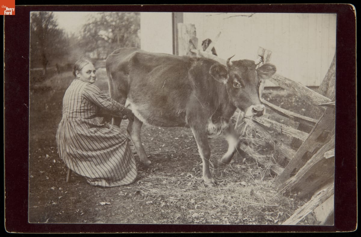 Woman Milking a Cow, circa 1890 Woman in striped dress sits on low stool, milking a cow eating hay, next to a wooden fence and building