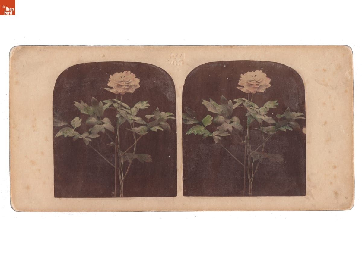 Blooming Tree Peony, circa 1865 Duplicated image of a pink flower with green leaves on a black background