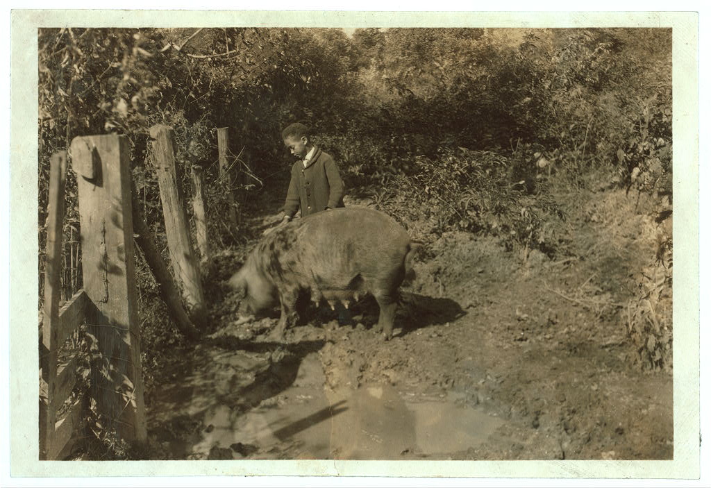Young boy in suit stands next to large pig in a muddy area by a fence