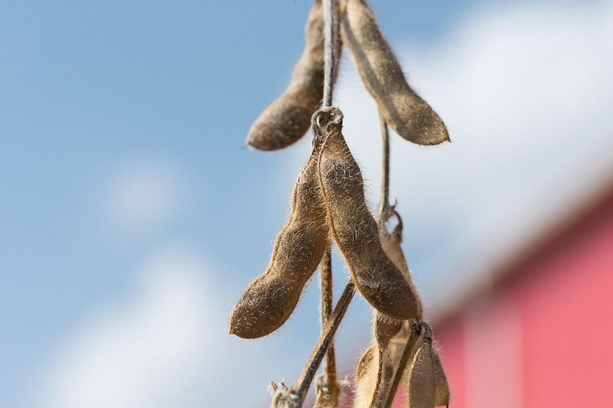 Close-up of brown, slightly hairy pods on a plant against a blue sky