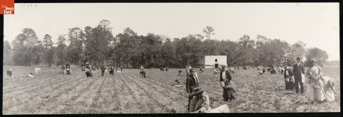 Picking Strawberries, Charleston, S.C., 1907 Black-and-white panoramic photo of people picking strawberries in a field