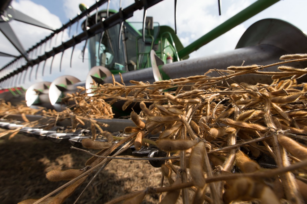 Close-up shot of brown plants with pods entangled in the tines of agricultural machinery in a field