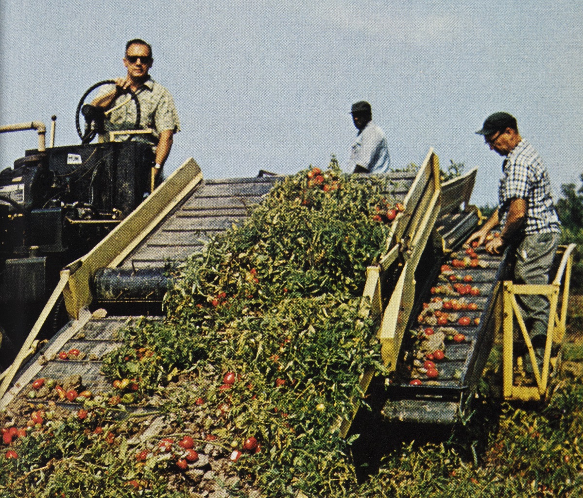 Man at wheel of vehicle with large conveyor built filled with tomatoes and tomato plants; another man stands at side and one behind