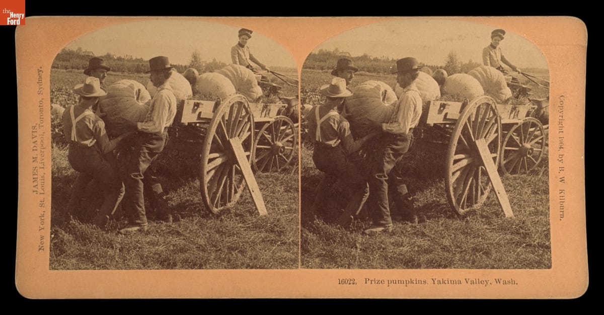 Prize Pumpkins, Yakima Valley, Washington, 1904 Three men hoist a very large pumpkin onto a cart containing more large pumpkins as another person watches from the driver's seat
