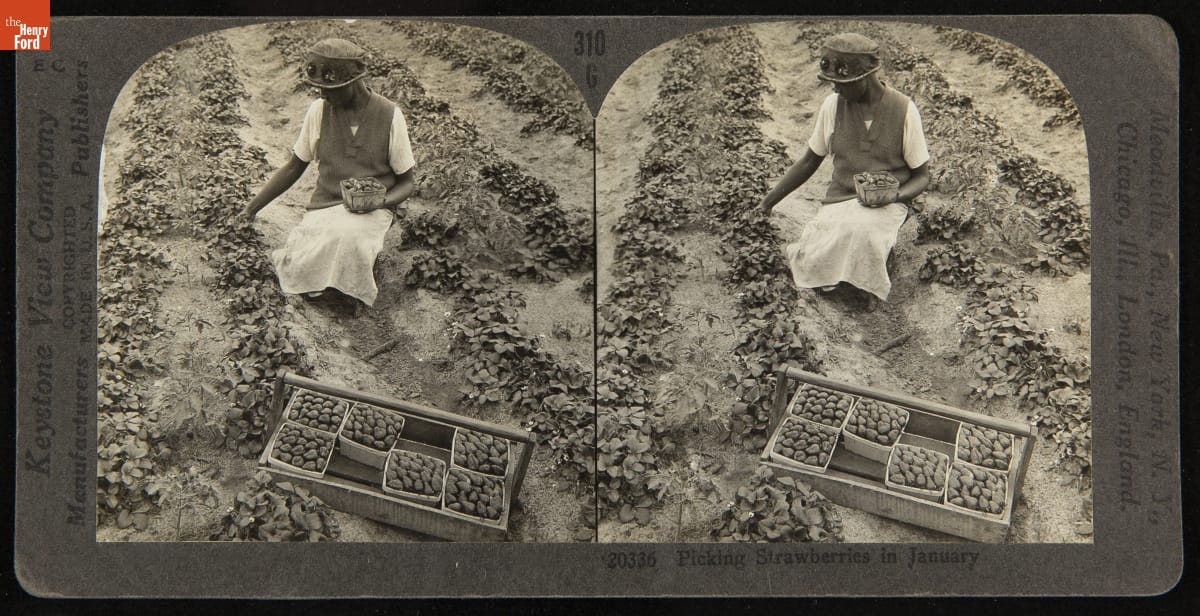 Picking Strawberries in January, circa 1928 Double image of a person picking strawberries in a field