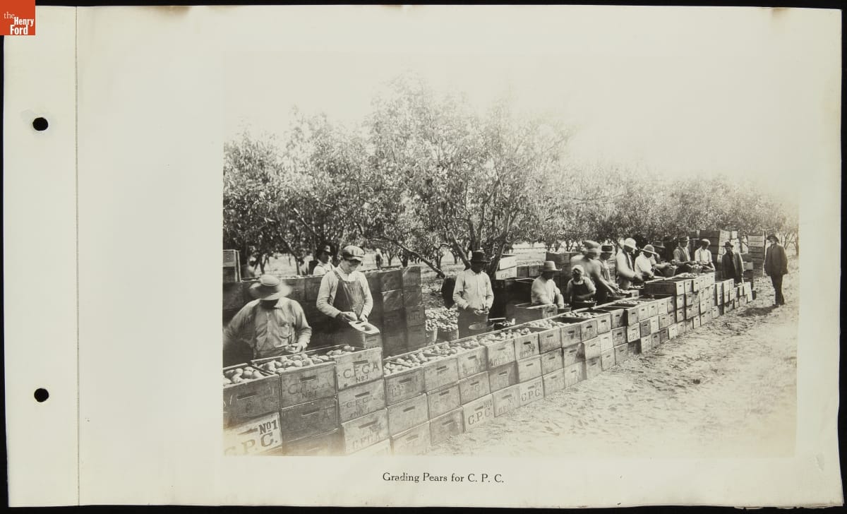 Photograph Album, California Packing Corporation Operations, circa 1922 Black-and-white photograph of people working at a long wall of boxes filled with some kind of produce