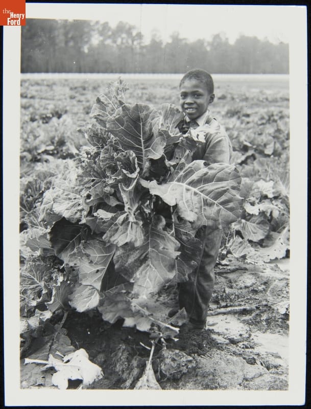 Child in a School Vegetable Garden, Richmond Hill, Georgia, circa 1940 Black child holding large bunch of greens in a farm field of the same greens