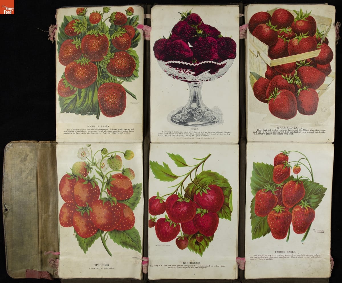 Nurseryman's Specimen Book, Great Northern Nursery Co., Baraboo, Wisconsin, circa 1900 / group 10 Series of six fold-out cards, each with an image of strawberries and/or strawberry plants