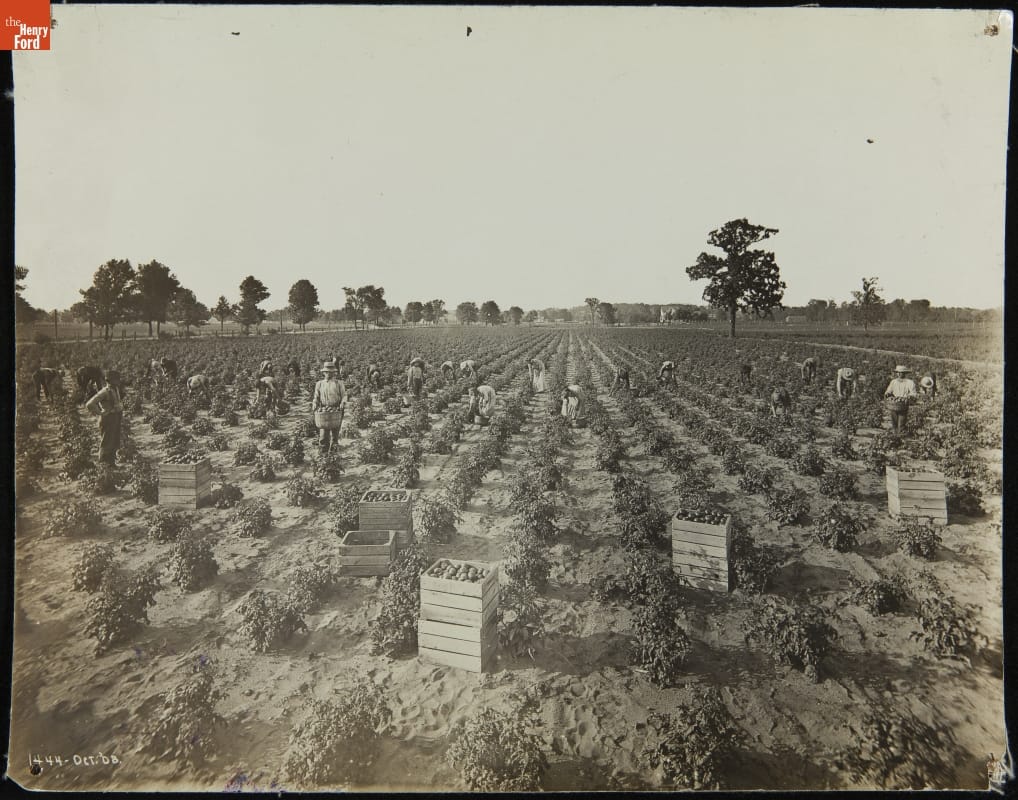 Black-and-white image of a tomato field with workers in it and boxes of tomatoes at the end of some rows
