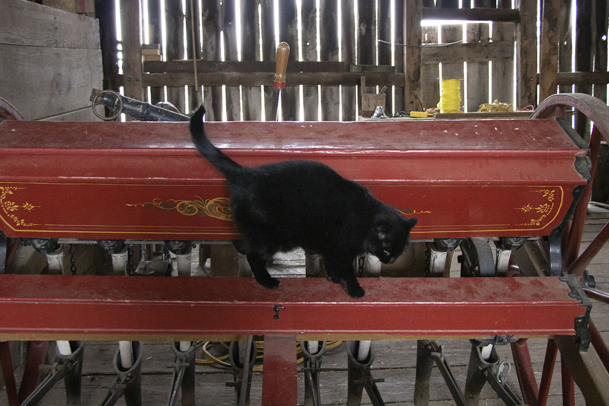 Black cat on piece of wooden equipment in wooden barn
