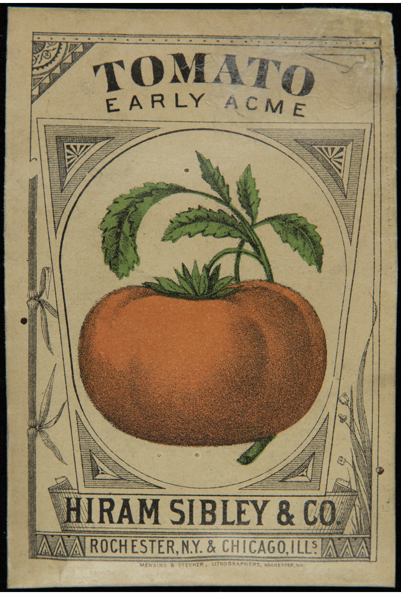 Hiram Sibley & Co. "Tomato Early Acme" Seed Packet, Used in the C.W. Barnes Store, 1882-1888 Tomato seed packet with tomato illustration on front & text on back