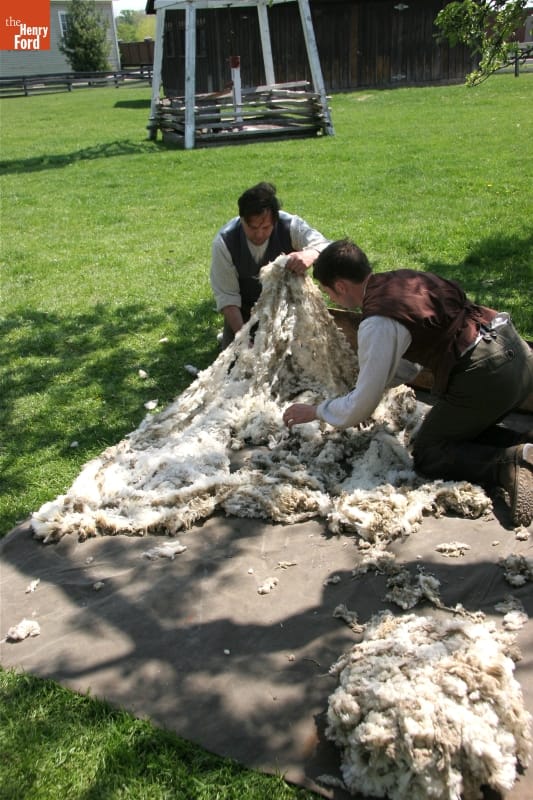 Skirting the Wool Fleece from Merino Sheep-Shearing Demonstration, Greenfield Village, April 2010 Two men kneel on a cloth on a grassy lawn holding a sheet of sheeps' wool, with another pile of wool nearby