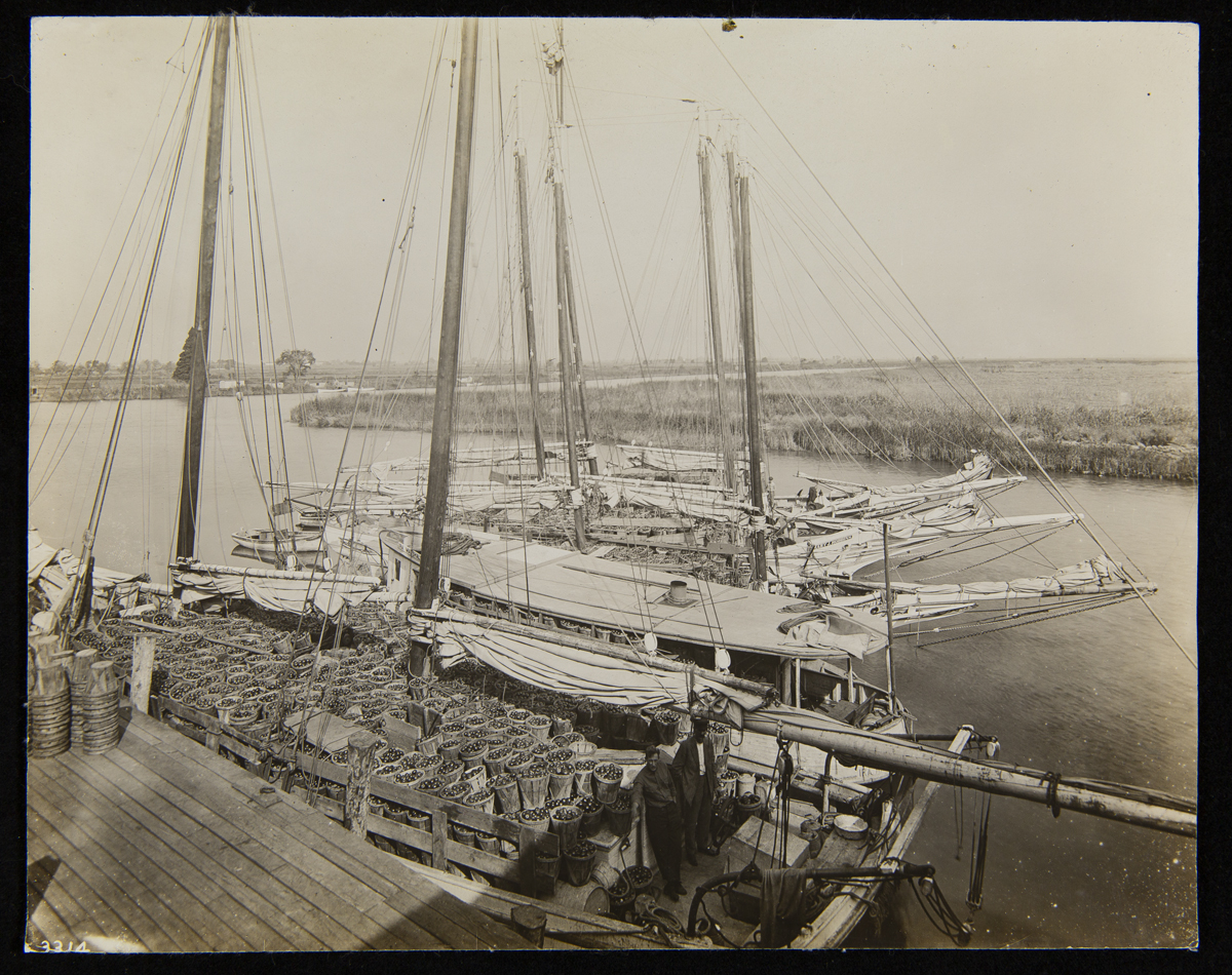 Shipping Tomatoes by Boat, H. J. Heinz Company, Salem, New Jersey, circa 1910 Several sailboats at dock, all filled with baskets of tomatoes