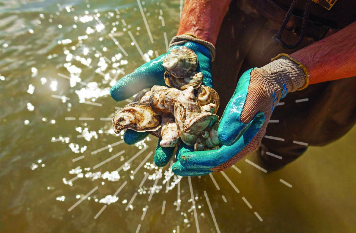 Person standing in waders in water holds oysters in their gloved handsheir 