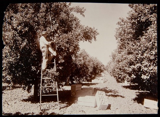 Man on ladder by tree in grove of trees; crates filled with grapefruit on ground nearby