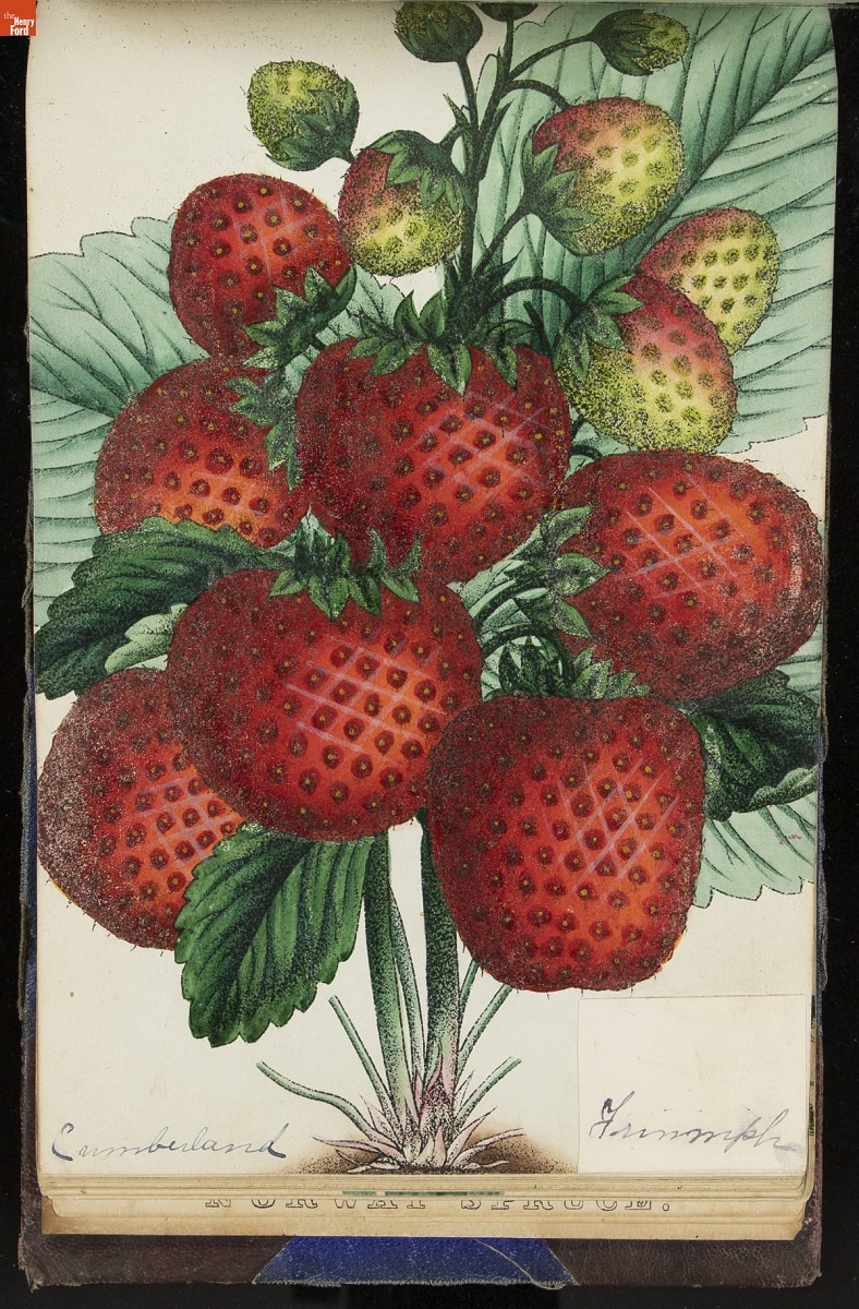 Nurseryman's Specimen Book, 1871-1888 / page 58 Color print of strawberry plant with very large fruit and leaves