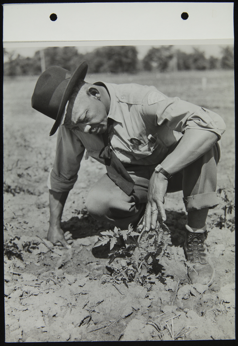 Man Inspecting Tomato Plant in Victory Garden, June 1944 African American man squatting by plant in field