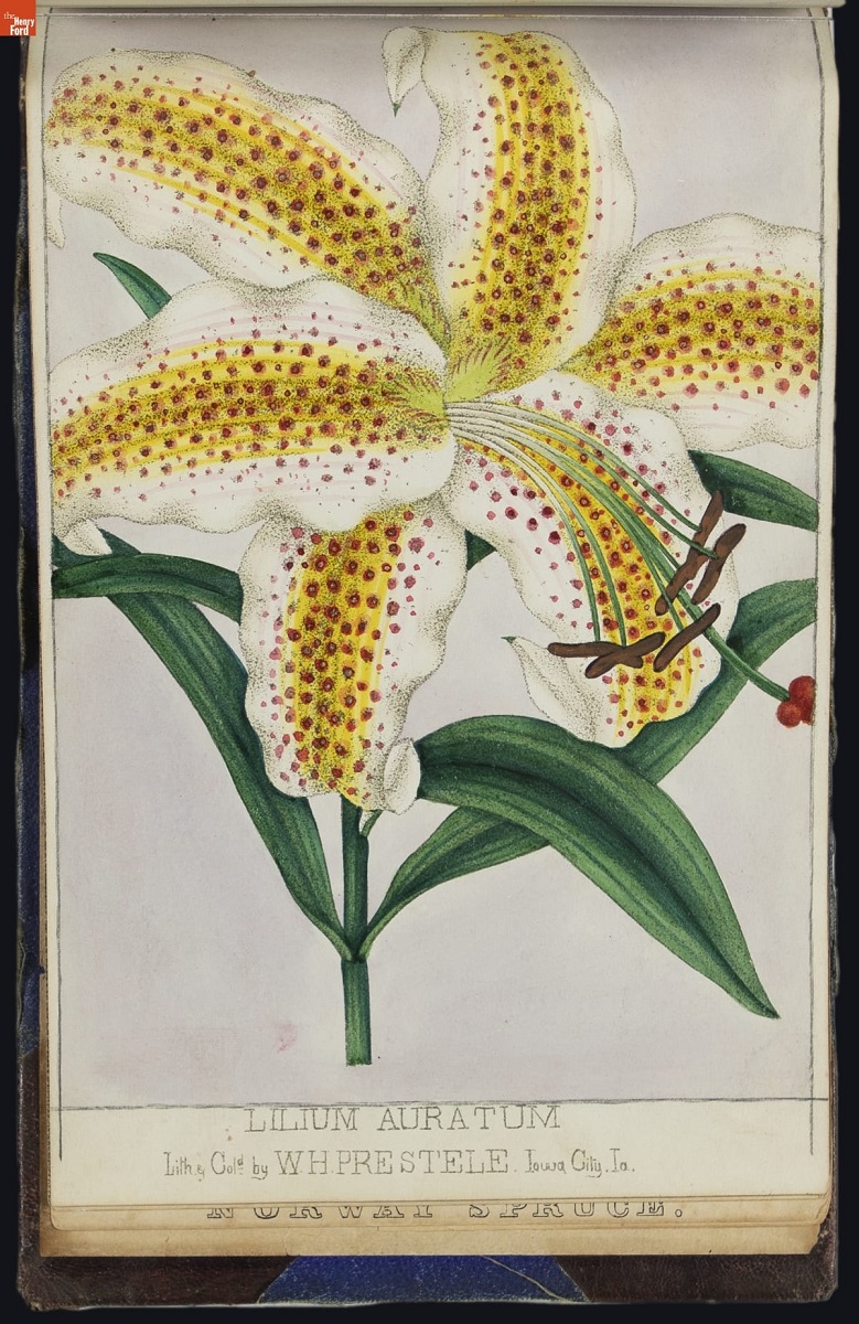 Nurseryman's Specimen Book, 1871-1888 / page 76 Illustration of a large white lily with yellow stripes in the center of the petals and orangish-brown dots
