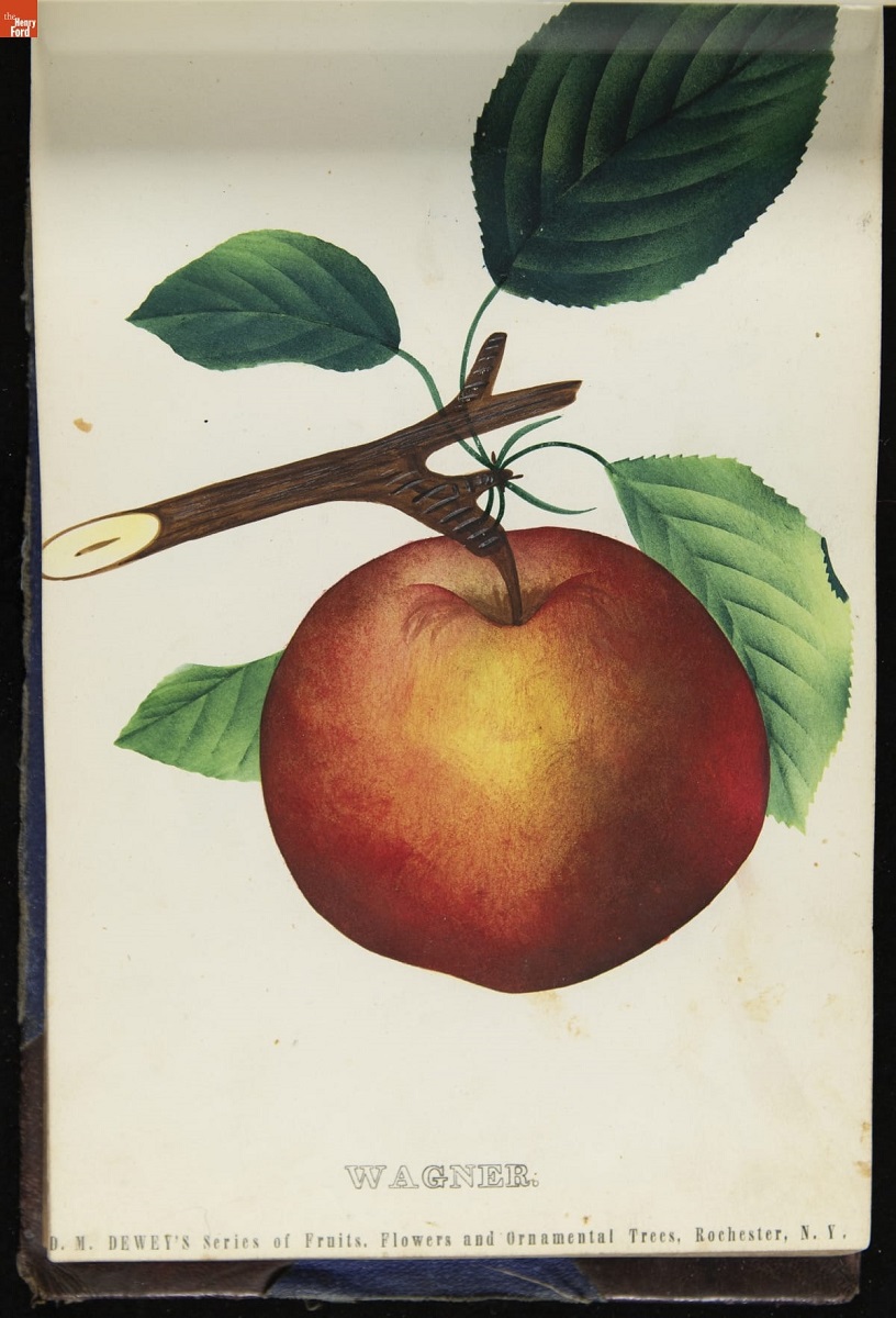 Nurseryman's Specimen Book, 1871-1888 / page 27 Color print with image of reddish-golden apple on bough with leaves; contains text "WAGNER"