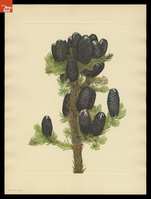 Print of Mary Vaux Walcott Wildflower Sketch, "Alpine Fir," 1925 Evergreen branch with large, dark, tightly closed pinecones