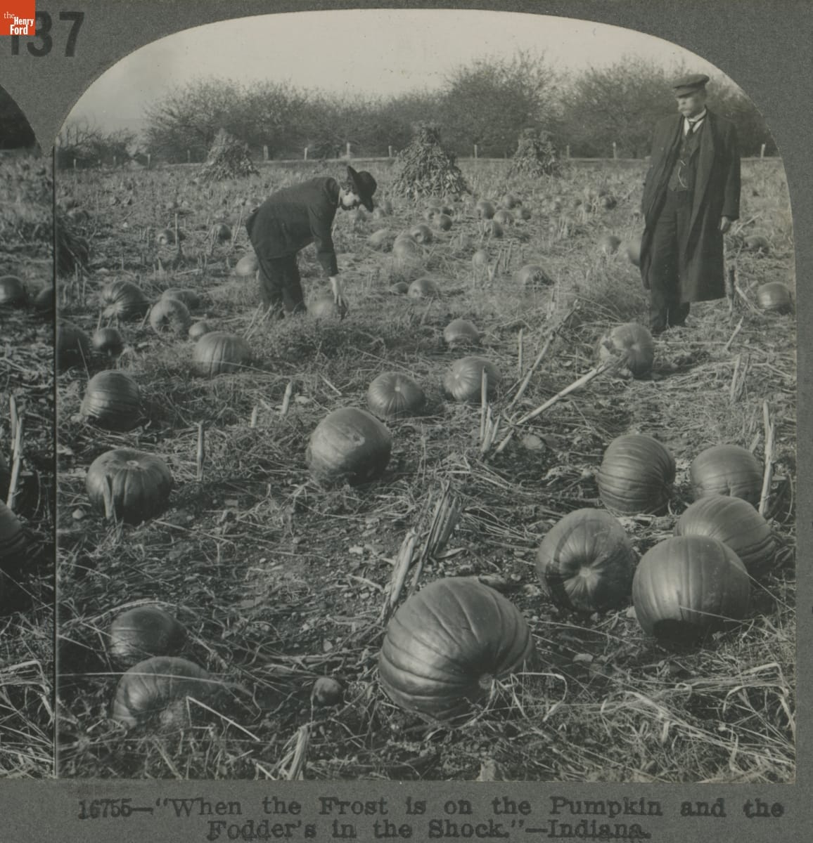 Farming Pumpkins in Indiana, 1920-1929 Two men in field, one bending down to examine a pumpkin