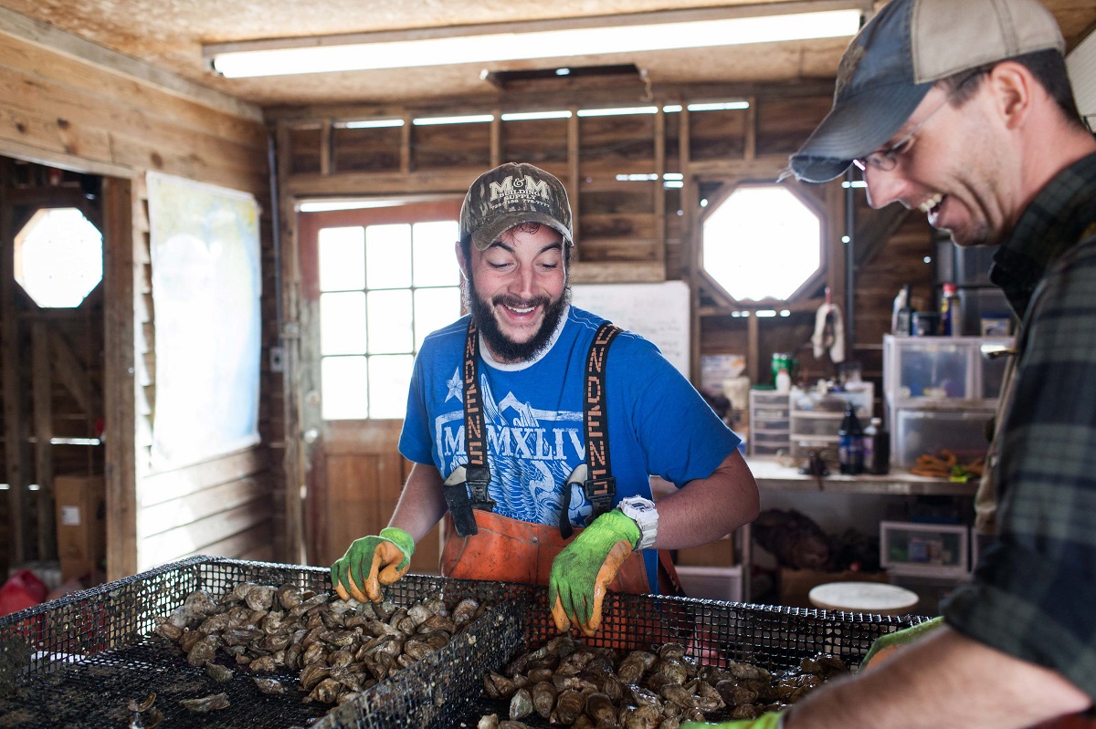 Man in blue t-shirt, baseball cap, gloves, and overalls stands in front of baskets of oysters in a workroom as another man looks on