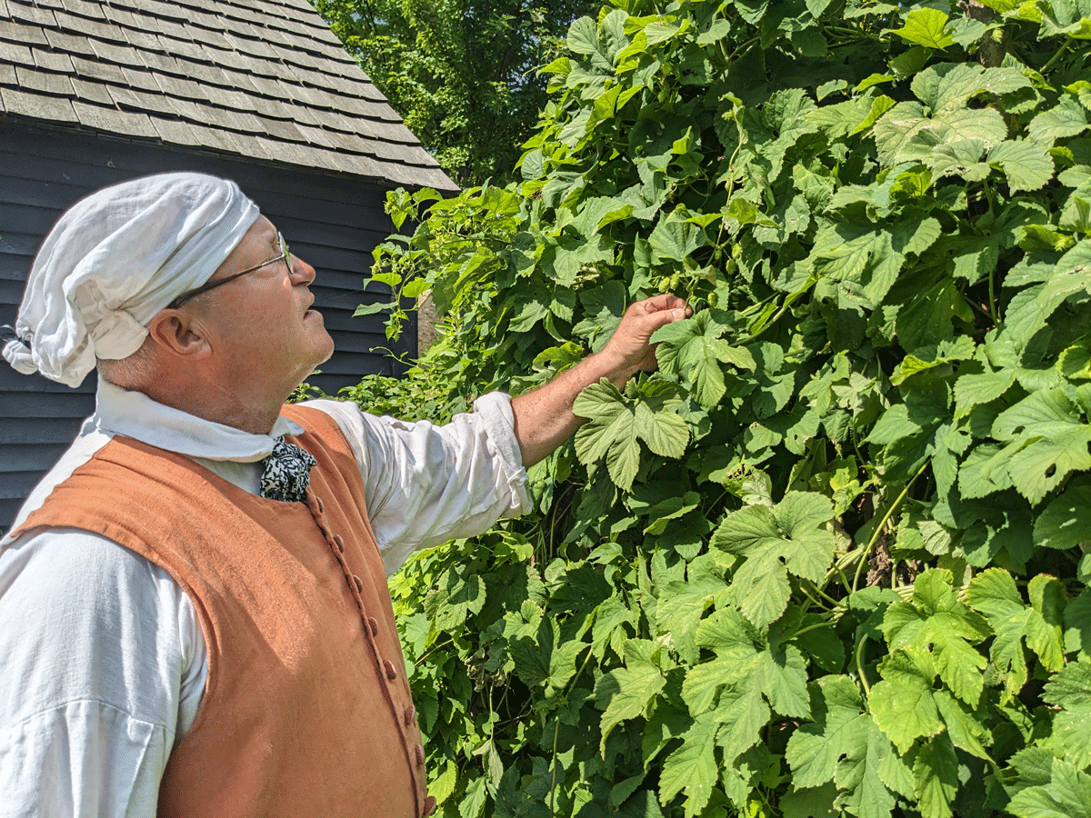 Presenter with hops at Daggett farm, early August 2023.